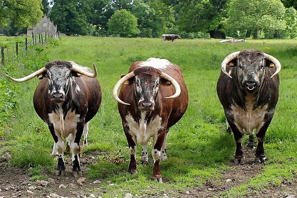 14. Catherine lined up 2 cows and a bull.jpg